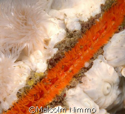 Plumose anenomes  hicthihg a lift on   a scallop  - Vanco... by Malcolm Nimmo 